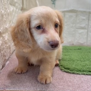 岡山県のミニチュアダックスフンド(ロング) (犬の家＆猫の里倉敷店/2026年7月18日生まれ/男の子/イエロー)の子犬の4枚目の画像