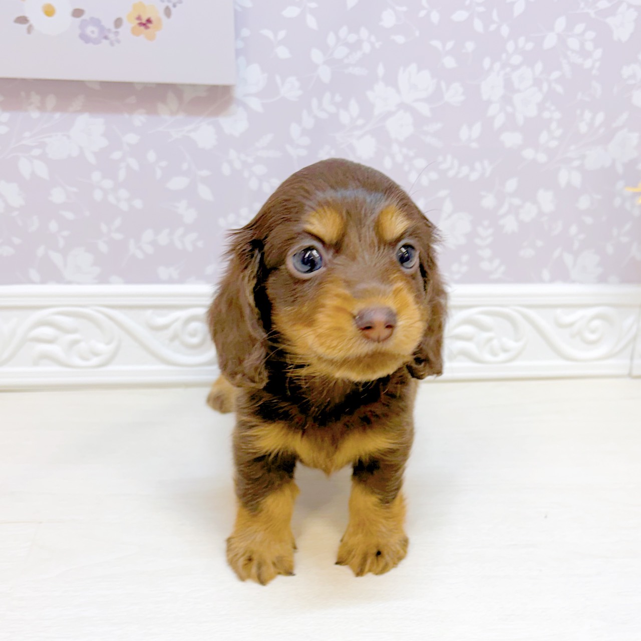 石川県のカニンヘンダックスフンド(ロング) (犬の家＆猫の里アミーゴ金沢おこばた店/2026年7月19日生まれ/男の子/チョコレートタン)の子犬の4枚目の画像