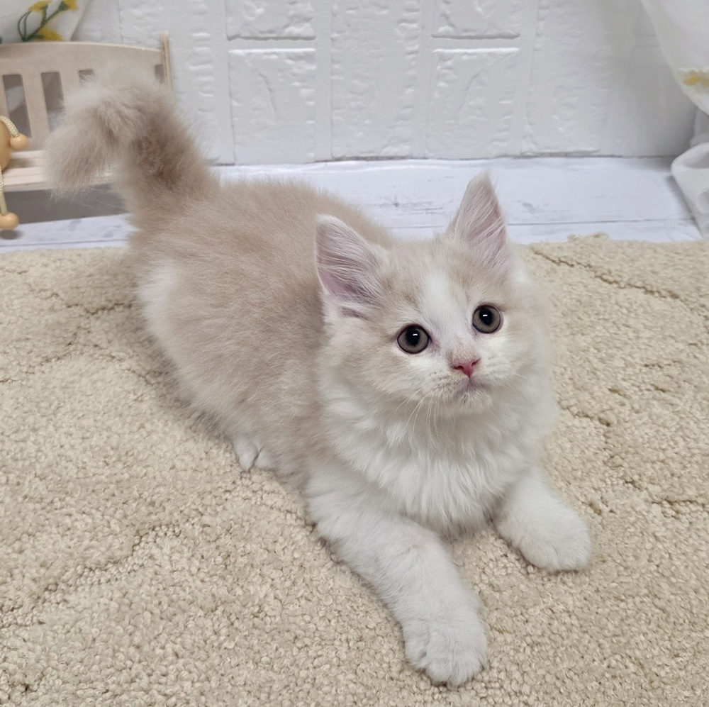 岡山県のスコティッシュストレート (犬の家＆猫の里岡山店/2026年7月16日生まれ/男の子/クリームホワイト)の子猫の4枚目の画像