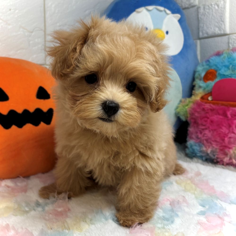 兵庫県のマルプー(マルチーズ×プードル) (犬の家＆猫の里ゆめタウン姫路店/2026年7月13日生まれ/女の子/アプリコット)の子犬の4枚目の画像