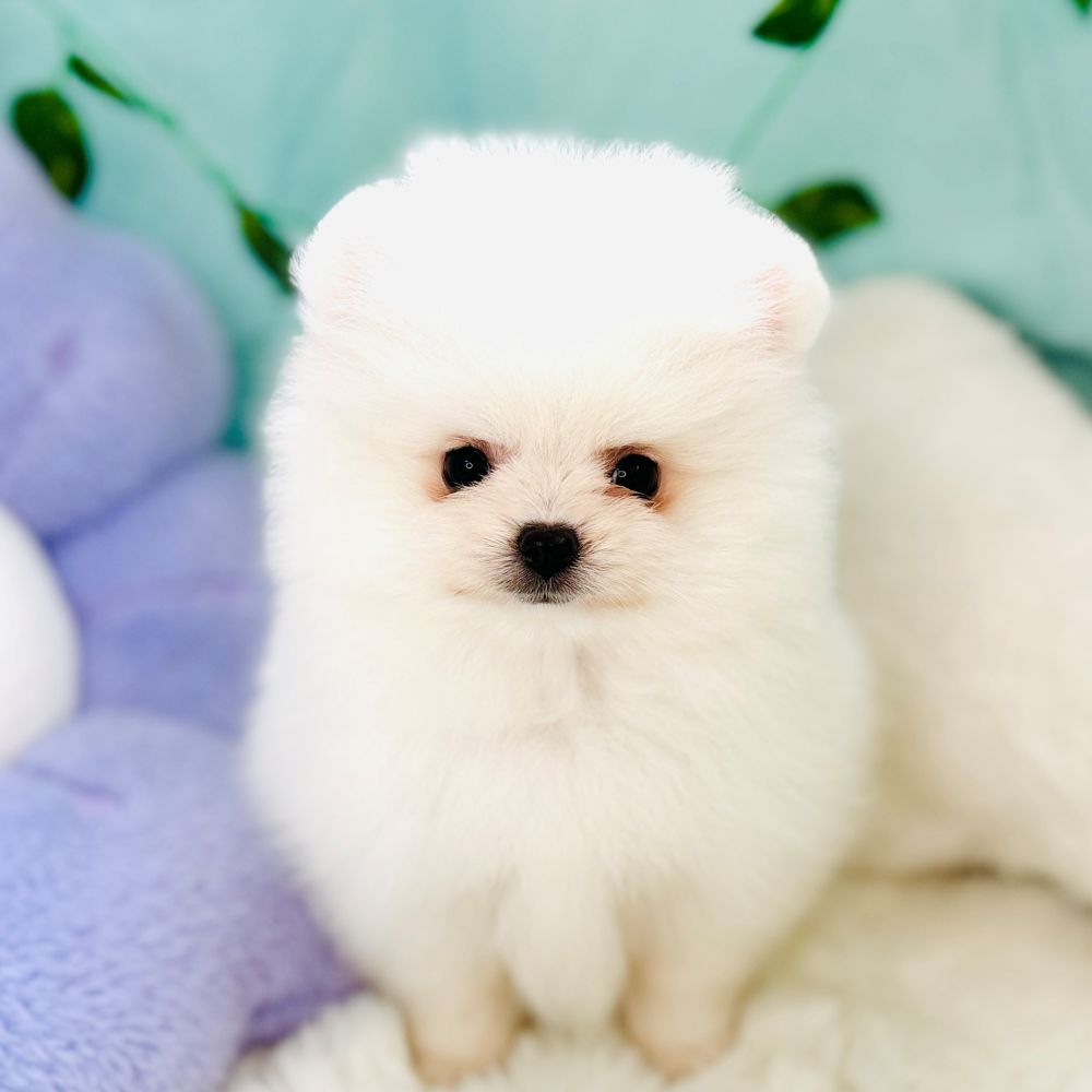 愛知県のポメラニアン (犬の家＆猫の里愛知刈谷店/2026年7月17日生まれ/女の子/クリーム)の子犬の4枚目の画像