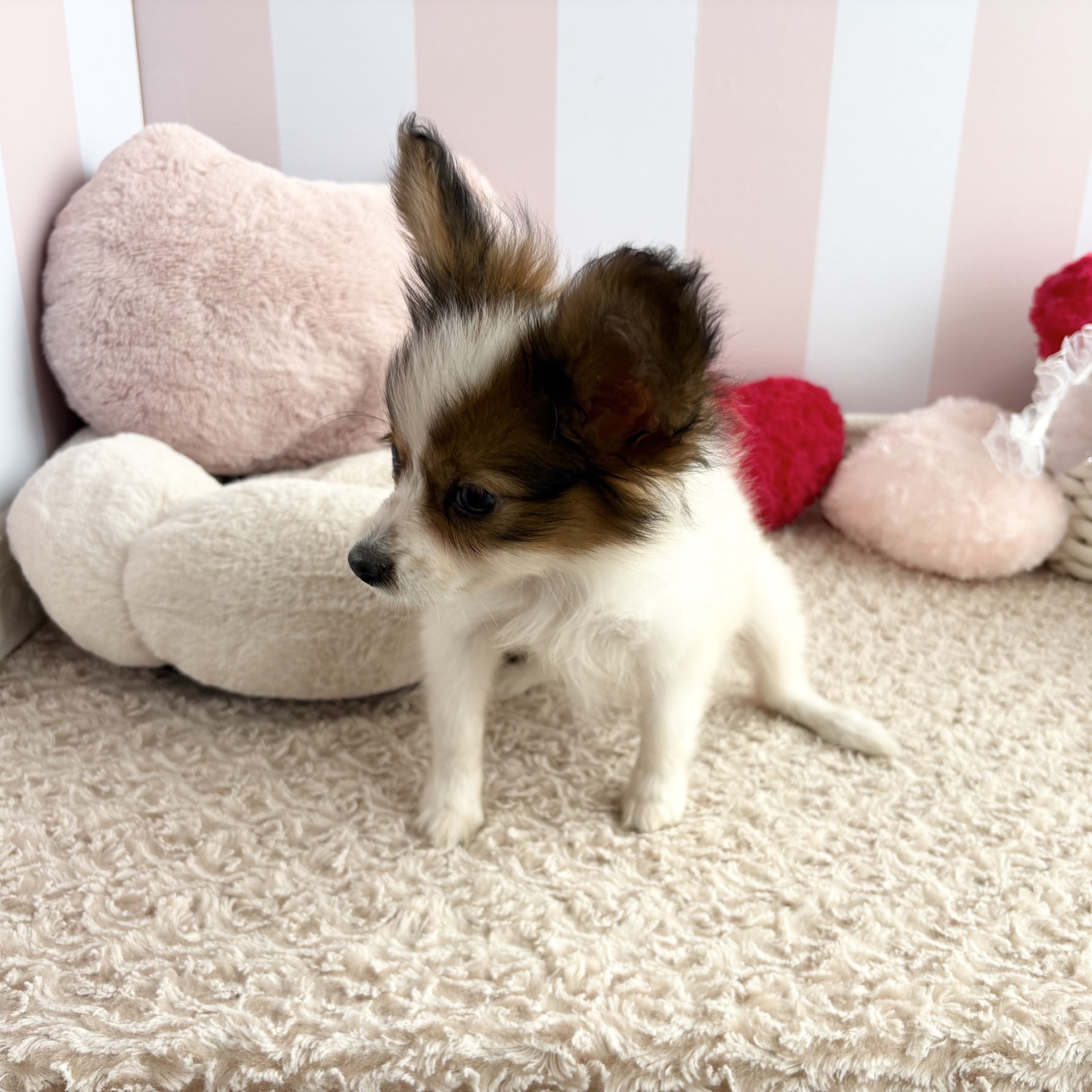 岡山県のパピヨン (犬の家＆猫の里倉敷中庄店/2026年7月19日生まれ/男の子/ホワイトブラウン)の子犬の4枚目の画像
