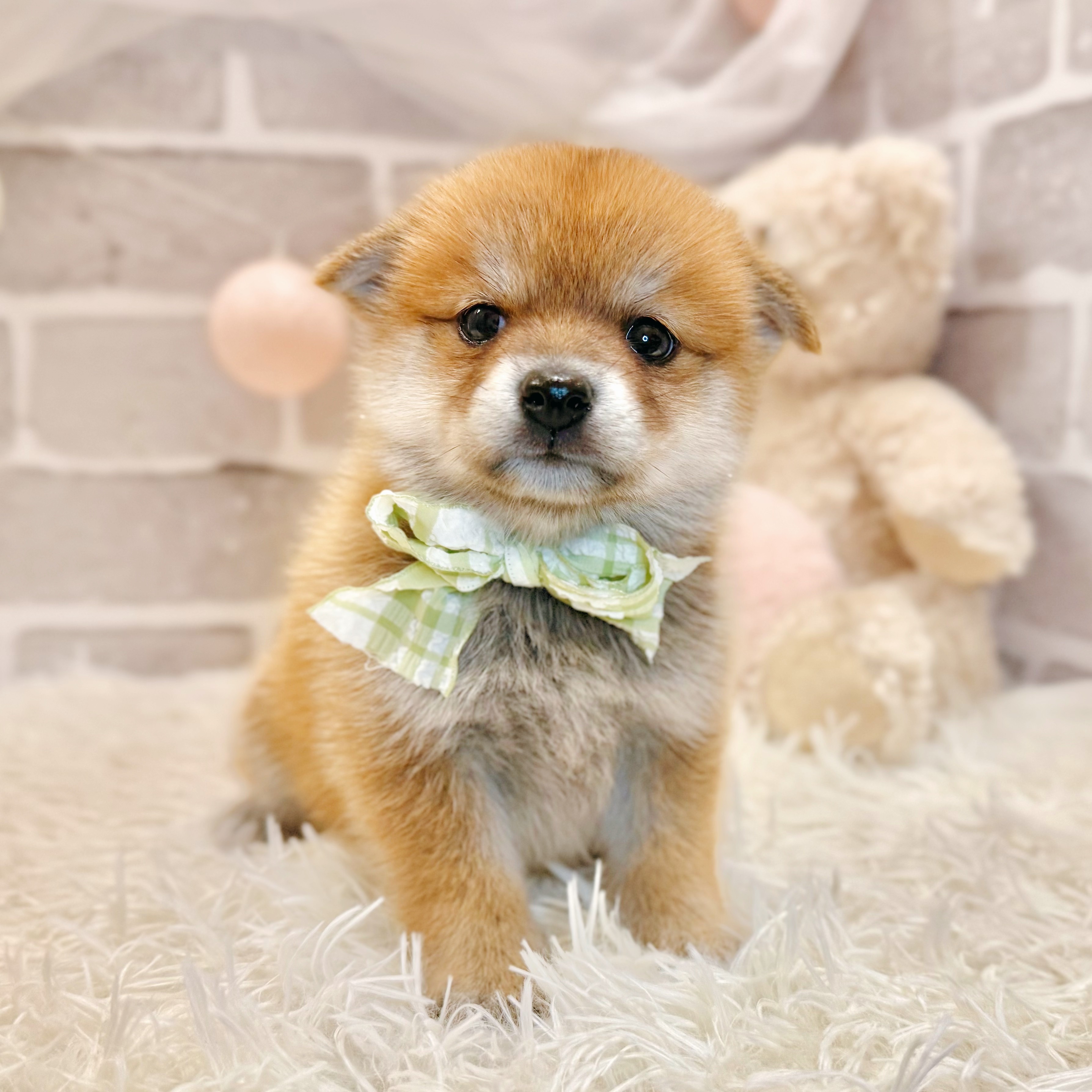 兵庫県のポメ柴/豆ポメ/ポメ豆柴(ポメラニアン×柴犬) (犬の家＆猫の里神戸店/2026年7月19日生まれ/女の子/赤)の子犬の4枚目の画像