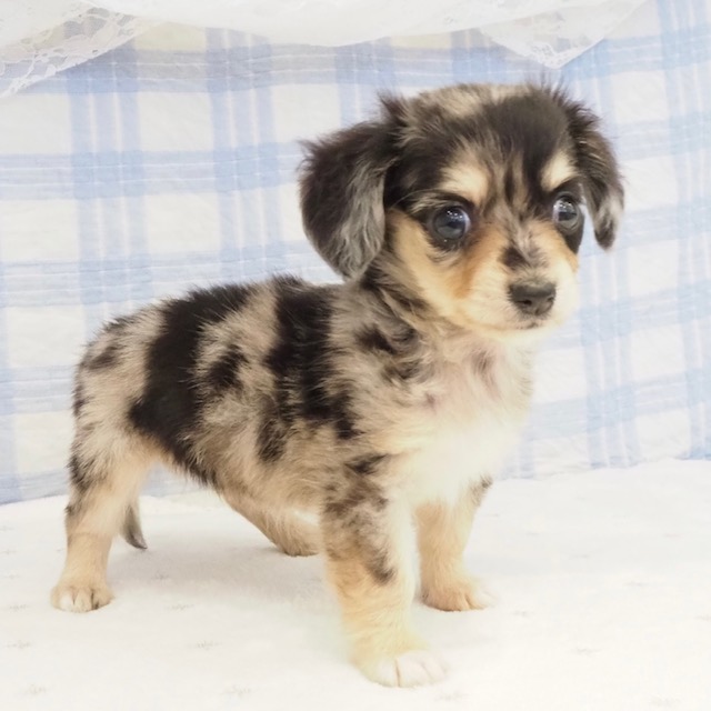 大阪府のチワックス(チワワ×ダックス) (犬の家＆猫の里もりのみやキューズモールBASE店/2026年7月16日生まれ/女の子/ブルーマールタン)の子犬の4枚目の画像