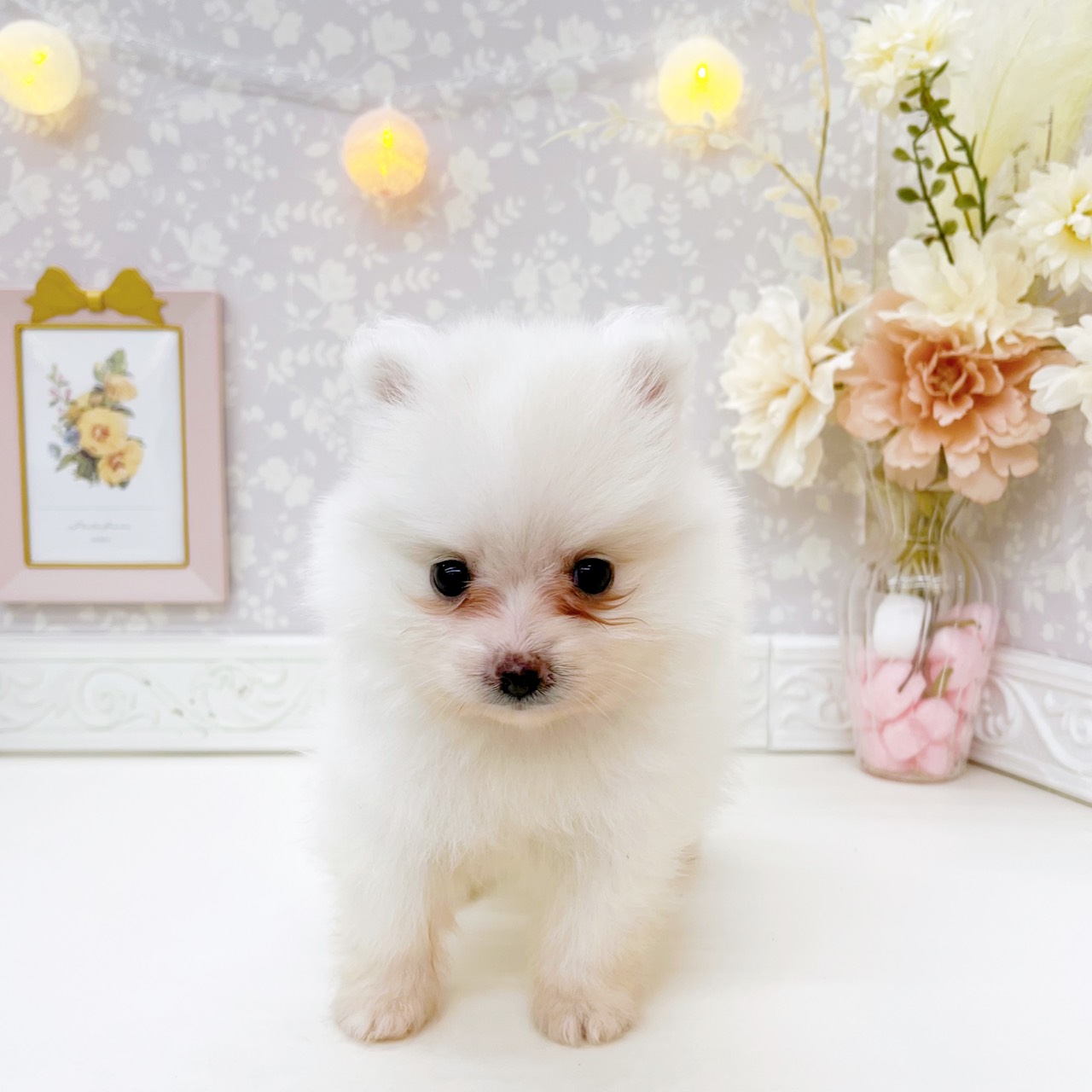 富山県のポメラニアン (犬の家＆猫の里富山店/2026年7月18日生まれ/女の子/クリーム)の子犬の4枚目の画像