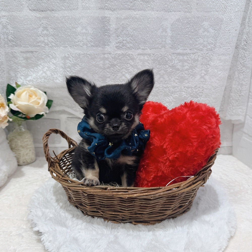 滋賀県のチワワ(ロング) (犬の家＆猫の里長浜店/2026年7月16日生まれ/男の子/ブラックタン)の子犬の4枚目の画像