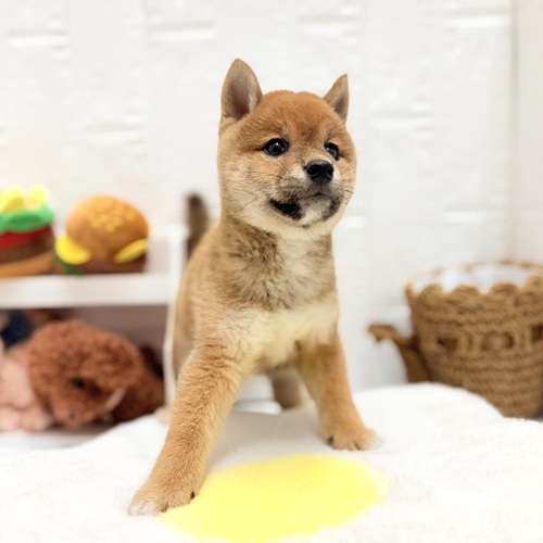 愛知県の豆柴 (犬の家＆猫の里豊川インター店/2026年7月19日生まれ/女の子/赤)の子犬の4枚目の画像