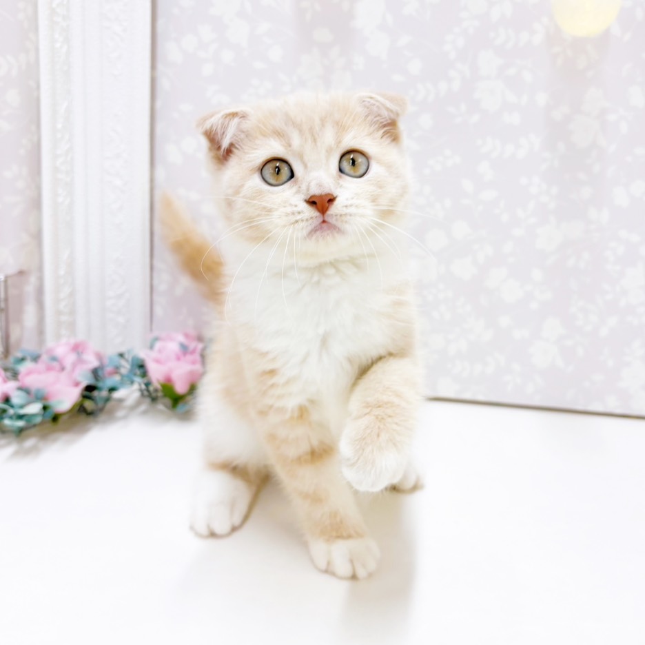 富山県のスコティッシュフォールド (犬の家＆猫の里アミーゴ高岡蓮花寺店/2026年7月18日生まれ/女の子/クリームタビーホワイト)の子猫の4枚目の画像