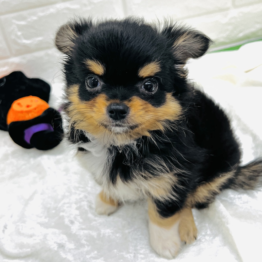 愛知県のチワワ(ロング) (犬の家＆猫の里名古屋天白店/2026年6月21日生まれ/女の子/ブラックタンホワイト)の子犬の4枚目の画像