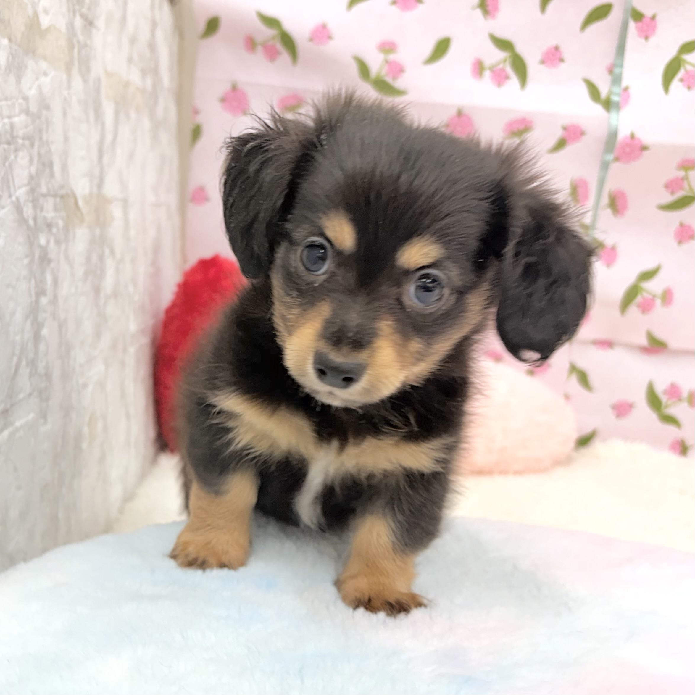 愛知県のチワックス(チワワ×ダックス) (犬の家＆猫の里エアポートウォーク店/2026年7月18日生まれ/男の子/ブラックタン)の子犬の4枚目の画像