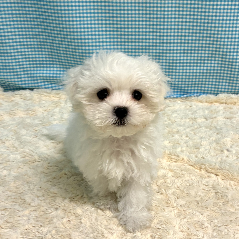 愛知県のマルチーズ (犬の家＆猫の里一宮店/2026年7月19日生まれ/男の子/ホワイト)の子犬の4枚目の画像
