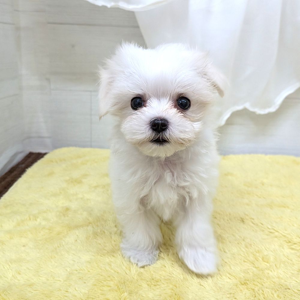 愛知県のマルチーズ (犬の家＆猫の里碧南店/2026年7月19日生まれ/女の子/ホワイト)の子犬の4枚目の画像