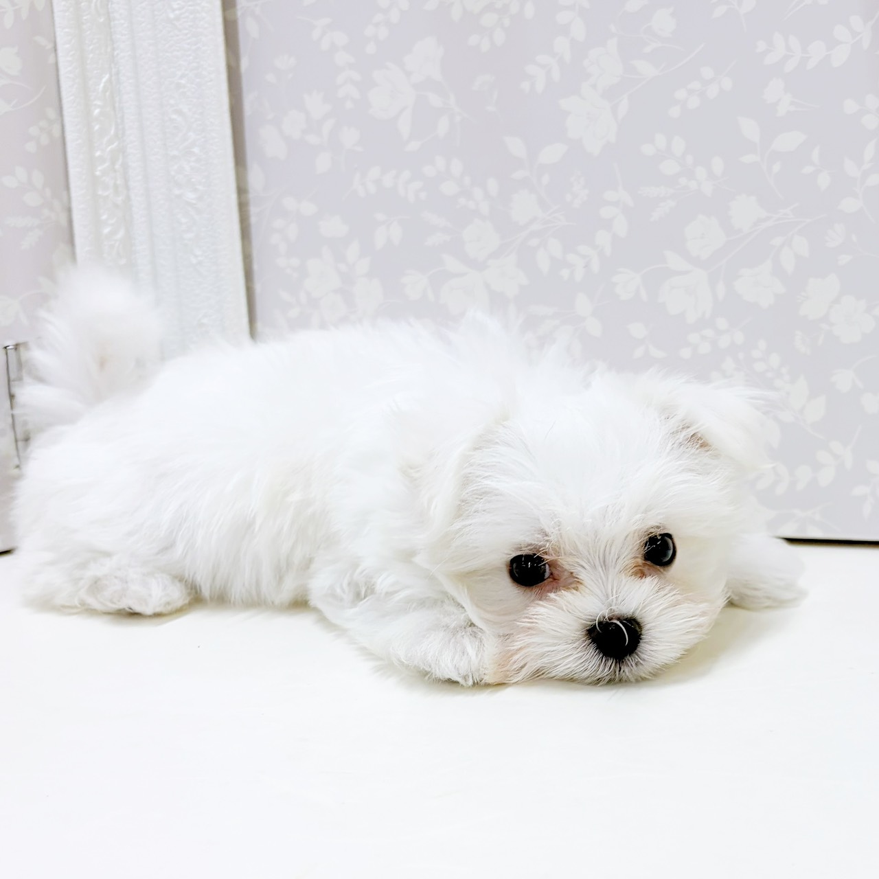富山県のマルチーズ (犬の家＆猫の里アミーゴ高岡蓮花寺店/2026年7月19日生まれ/女の子/ホワイト)の子犬の4枚目の画像