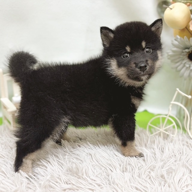 静岡県の柴犬(標準サイズ) (犬の家＆猫の里藤枝店/2026年7月21日生まれ/女の子/黒)の子犬の4枚目の画像