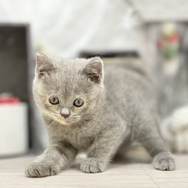 千葉県のブリティッシュショートヘアー (犬の家＆猫の里ワンズモール稲毛店/2026年7月20日生まれ/女の子/ブルークリーム)の子猫の4枚目の画像