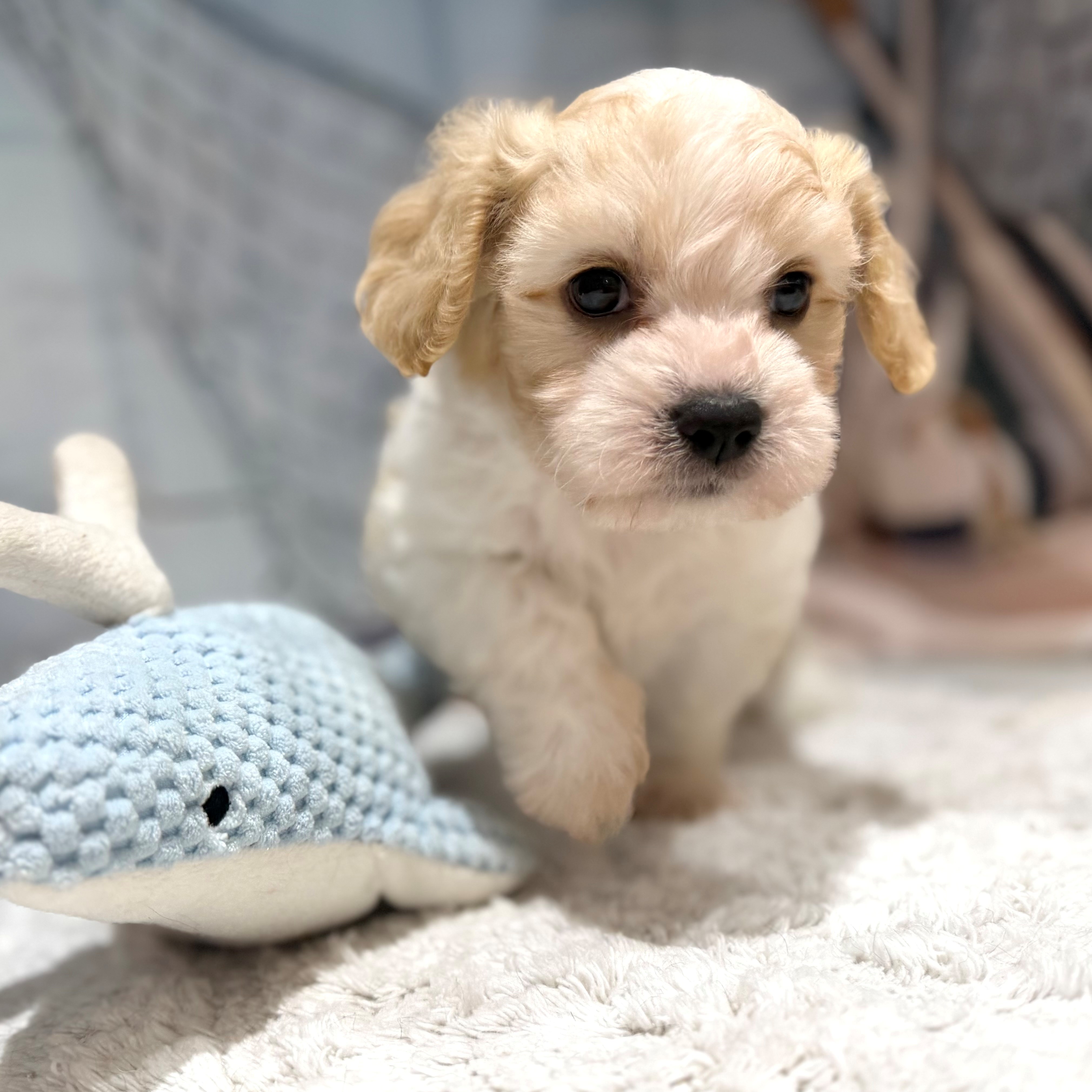 福岡県のハーフ犬・ミックス犬 (犬の家＆猫の里トリアス久山店/2026年7月18日生まれ/男の子/クリームホワイト)の子犬の4枚目の画像