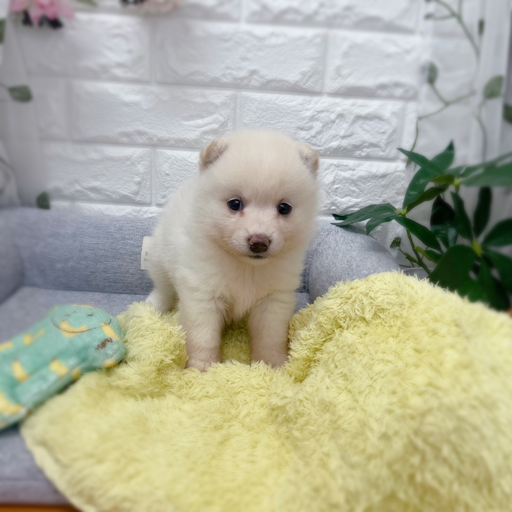 長野県のポメ柴/豆ポメ/ポメ豆柴(ポメラニアン×柴犬) (犬の家＆猫の里塩尻店/2026年7月18日生まれ/女の子/白)の子犬の4枚目の画像