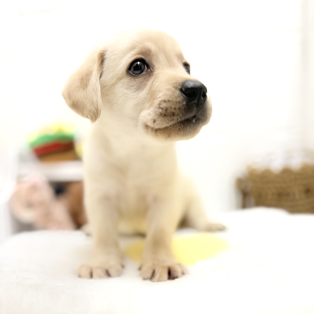 愛知県のラブラドールレトリーバー (犬の家＆猫の里豊川インター店/2026年7月20日生まれ/女の子/イエロー)の子犬の4枚目の画像