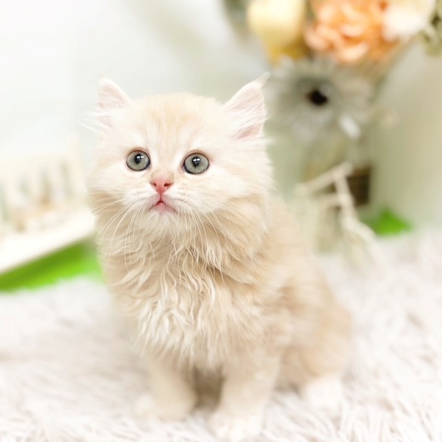 静岡県のミヌエット (犬の家＆猫の里藤枝店/2026年7月13日生まれ/男の子/クリームタビー)の子猫の4枚目の画像