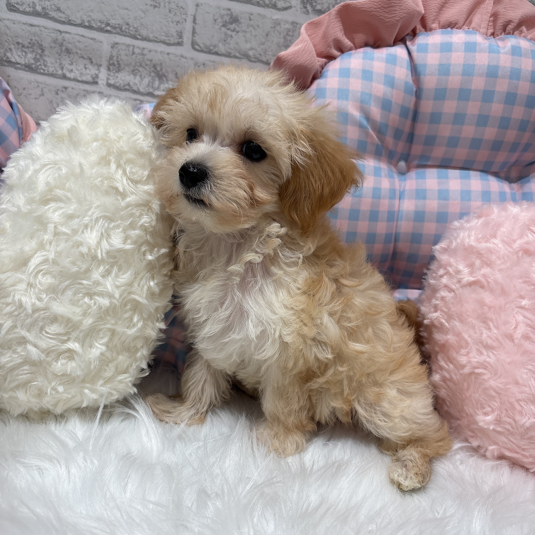 神奈川県のマルプー(マルチーズ×プードル) (犬の家＆猫の里元住吉ブレーメン通り店/2026年7月20日生まれ/女の子/アプリコット)の子犬の4枚目の画像