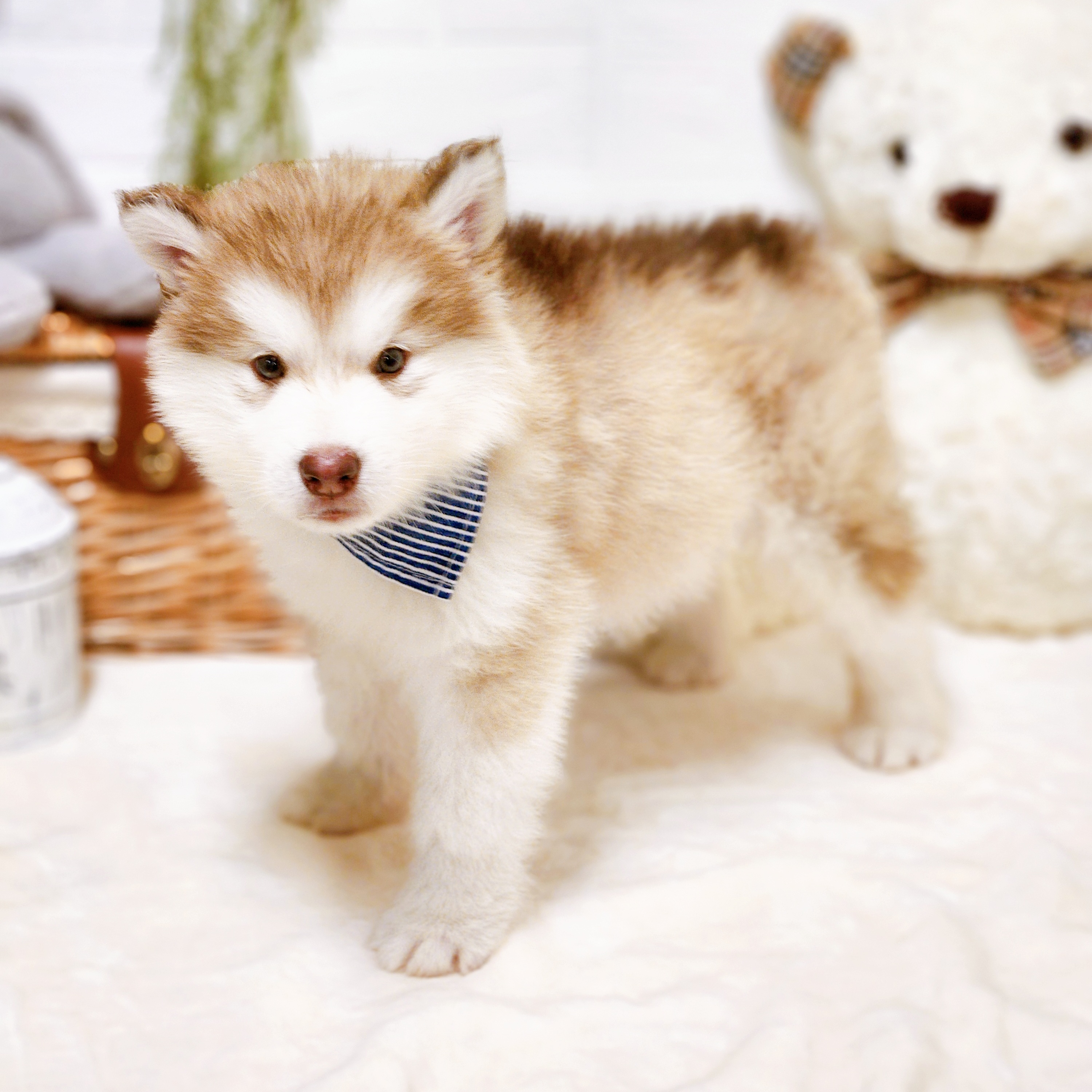 滋賀県のアラスカンマラミュート (犬の家＆猫の里近江八幡店/2026年7月21日生まれ/男の子/レッドホワイト)の子犬の4枚目の画像