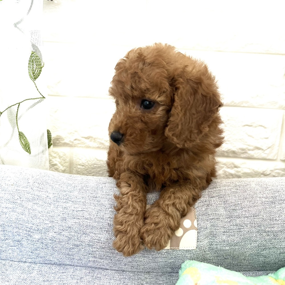 長野県のトイプードル(トイ) (犬の家＆猫の里塩尻店/2026年7月20日生まれ/男の子/レッド)の子犬の4枚目の画像