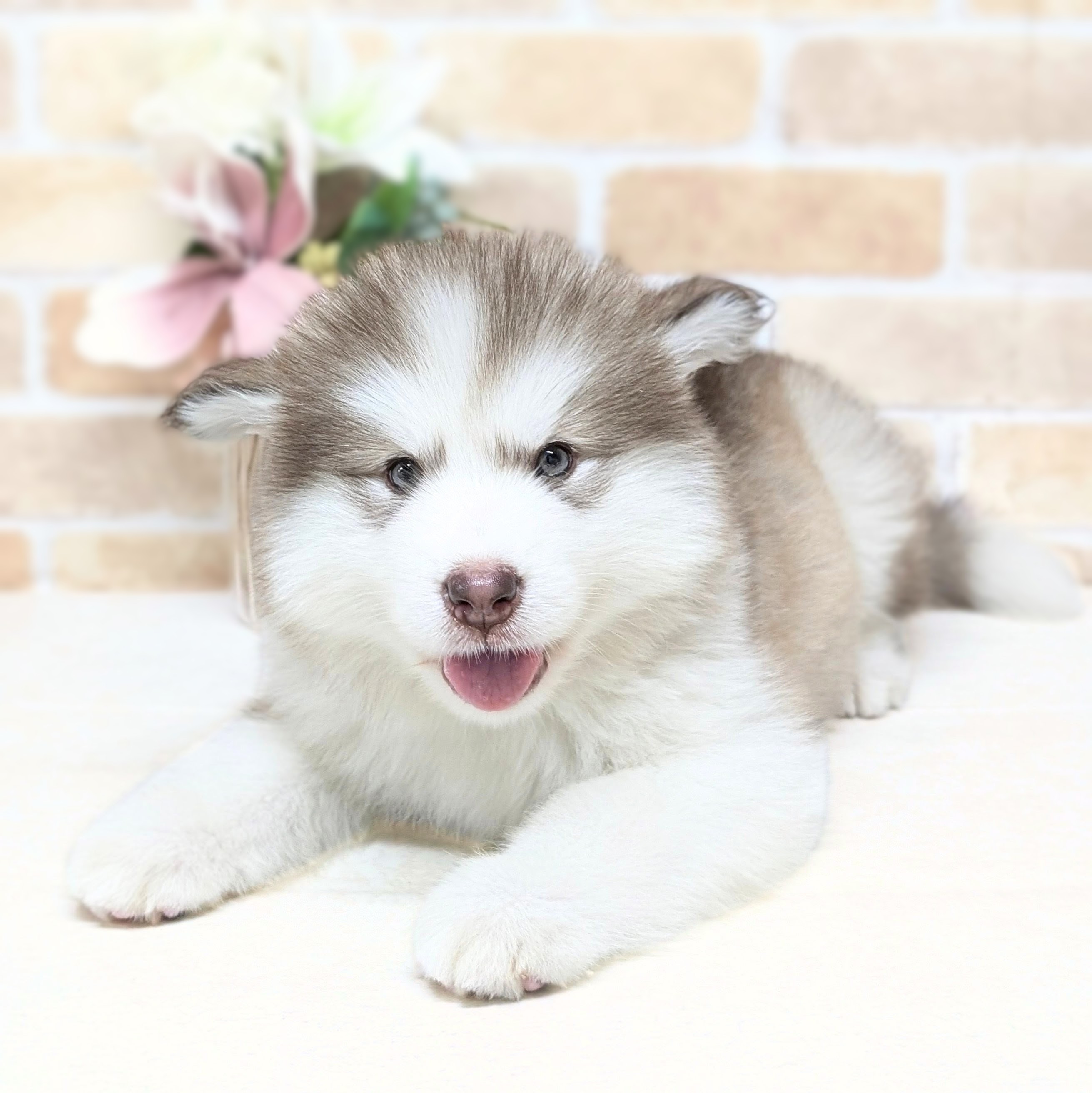 愛知県のアラスカンマラミュート (犬の家＆猫の里安城店/2026年7月21日生まれ/女の子/ブラウンホワイト)の子犬の4枚目の画像