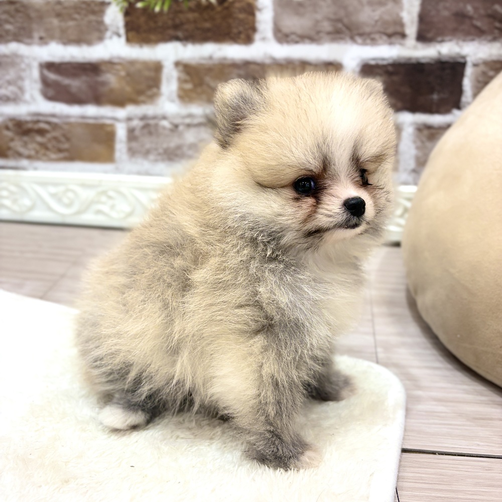 三重県のポメラニアン (犬の家＆猫の里三重桑名店/2026年7月17日生まれ/女の子/クリームセーブル)の子犬の4枚目の画像