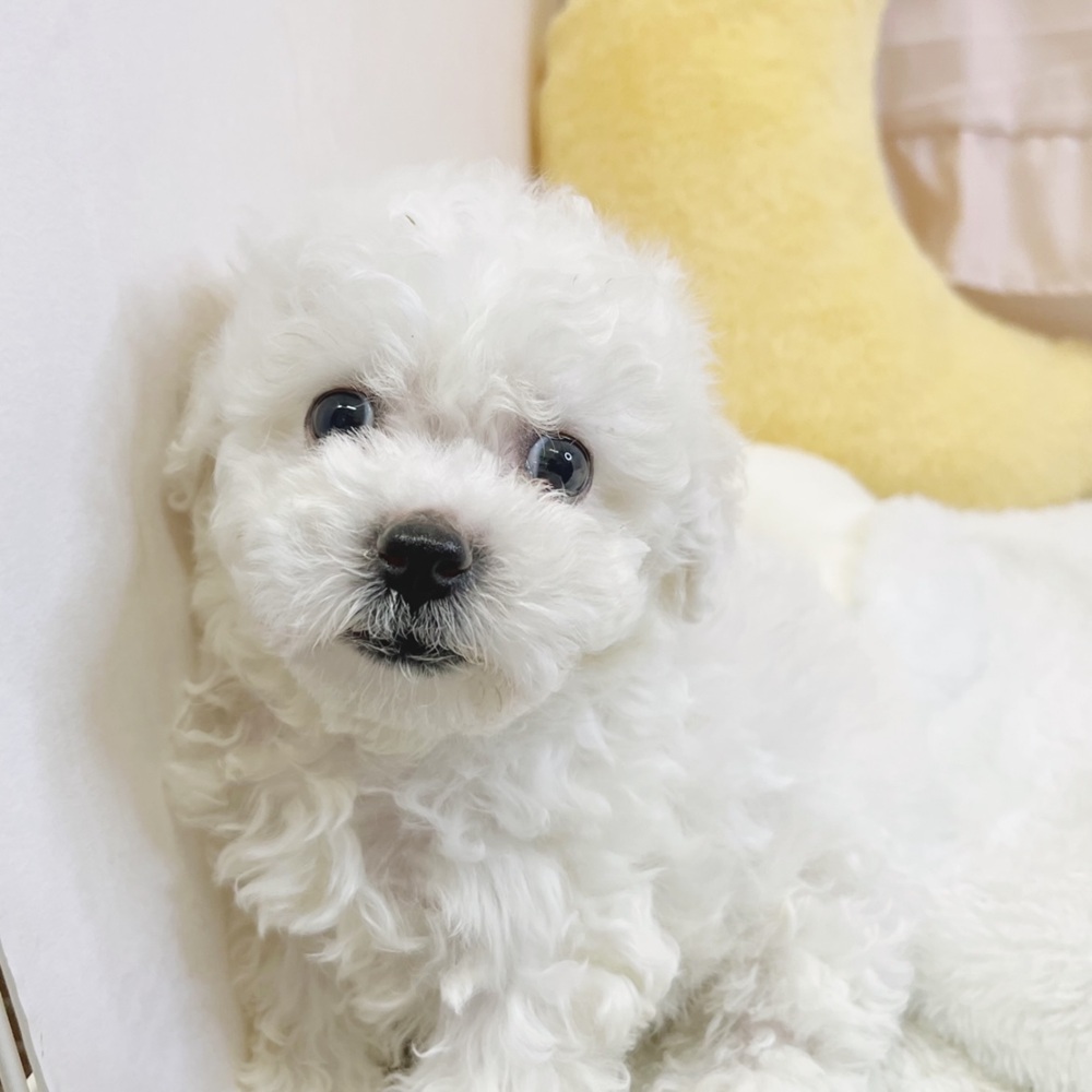 静岡県のビションフリーゼ (犬の家＆猫の里マークイズ静岡店/2026年7月20日生まれ/男の子/ホワイト)の子犬の4枚目の画像