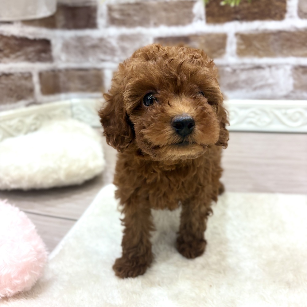 三重県のトイプードル(トイ) (犬の家＆猫の里三重桑名店/2026年7月19日生まれ/女の子/レッド)の子犬の4枚目の画像