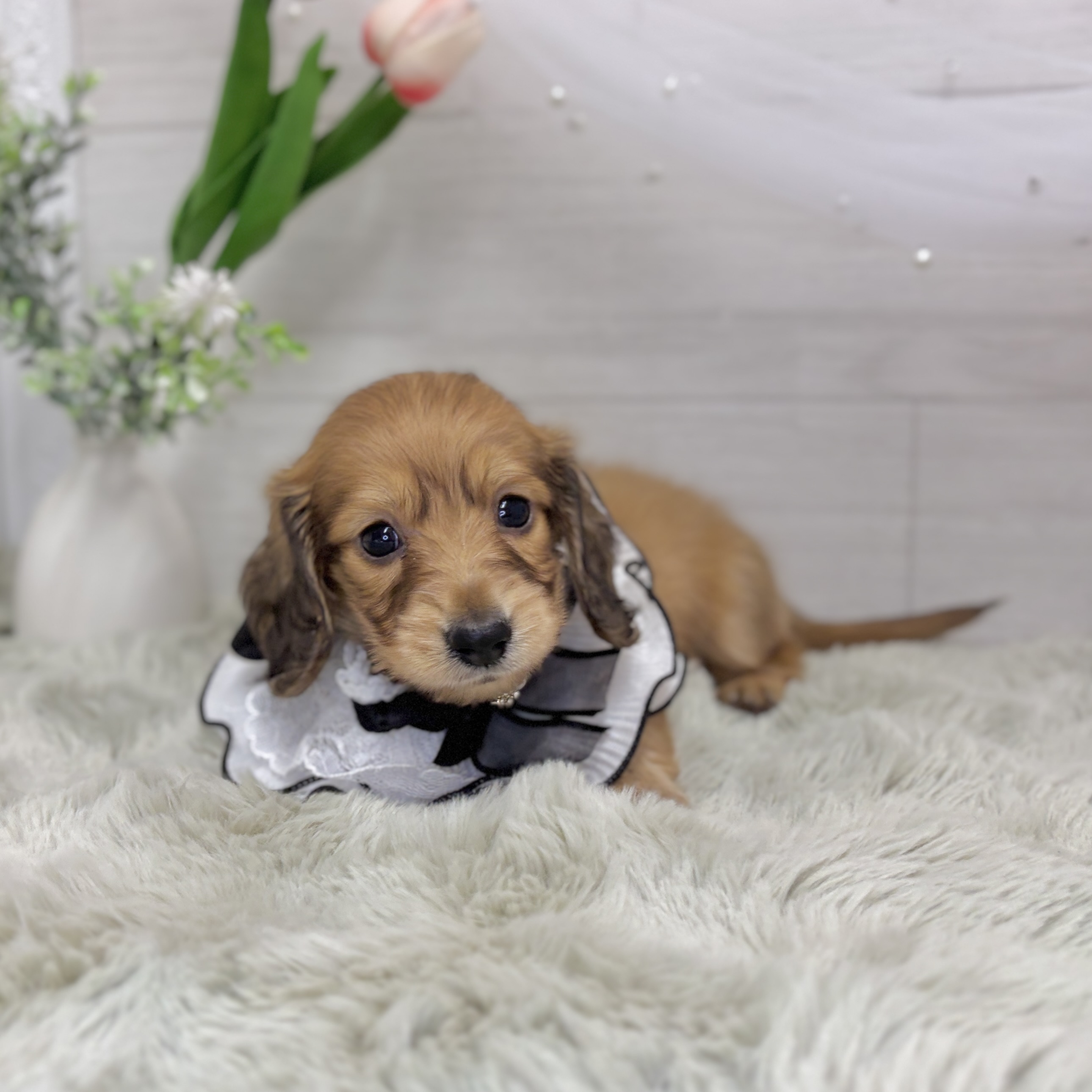 神奈川県のミニチュアダックスフンド(ロング) (犬の家＆猫の里相模原店/2026年7月19日生まれ/女の子/レッド)の子犬の4枚目の画像