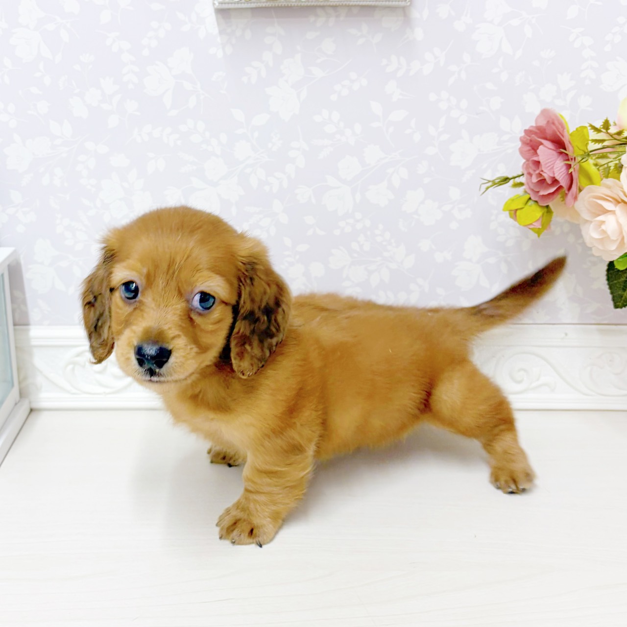 富山県のミニチュアダックスフンド(ロング) (犬の家＆猫の里アミーゴ山室店/2026年7月19日生まれ/女の子/レッド)の子犬の4枚目の画像