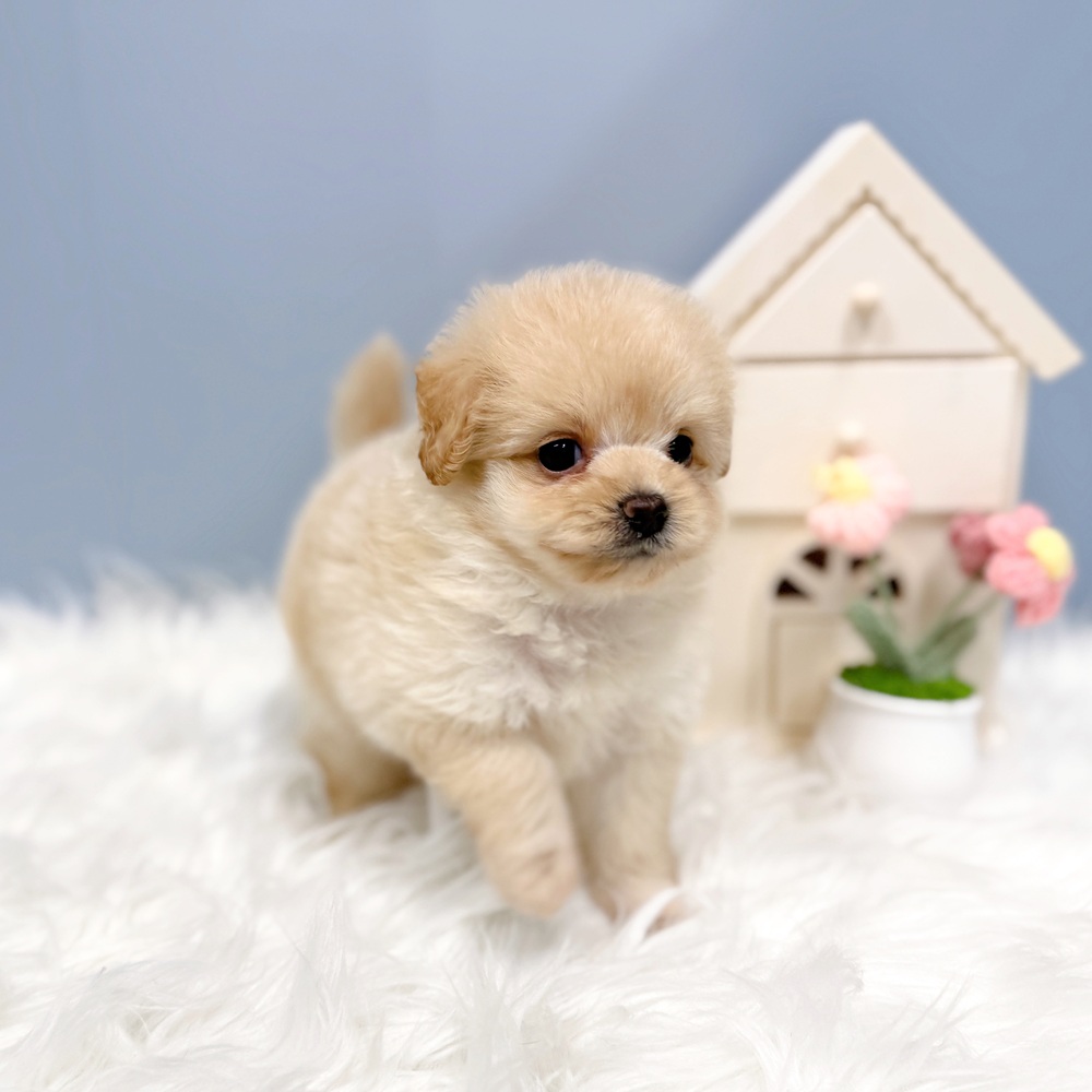 愛知県のポメプー(ポメラニアン×プードル) (犬の家＆猫の里岡崎店/2026年7月21日生まれ/女の子/アプリコット)の子犬の4枚目の画像