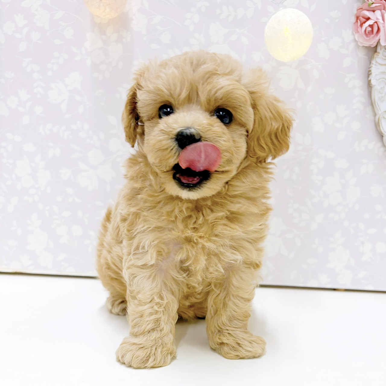 富山県のマルプー(マルチーズ×プードル) (犬の家＆猫の里アミーゴ高岡蓮花寺店/2026年7月21日生まれ/男の子/アプリコット)の子犬の4枚目の画像