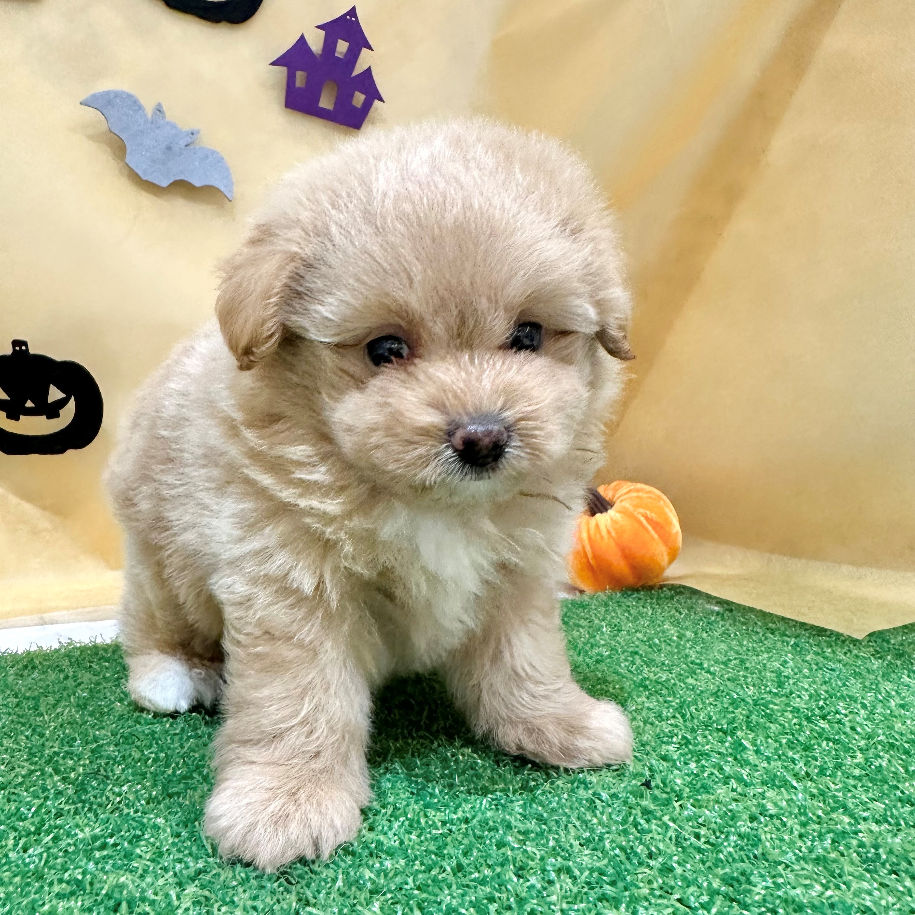 福岡県のポメプー(ポメラニアン×プードル) (犬の家＆猫の里くりえいと宗像店/2026年7月21日生まれ/女の子/アプリコット)の子犬の4枚目の画像