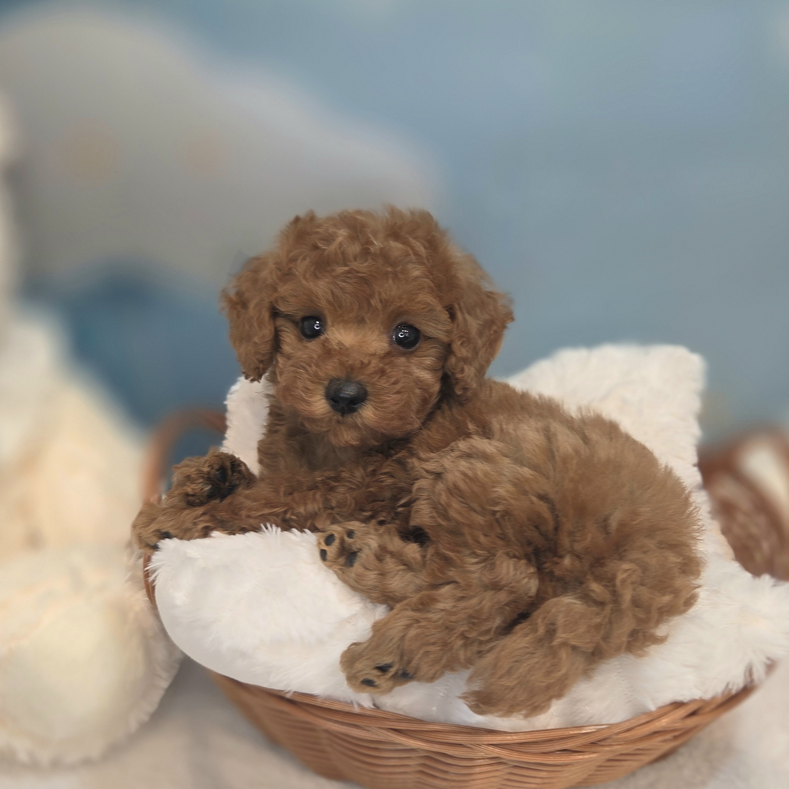 長野県のトイプードル(タイニー) (犬の家＆猫の里カインズ梓川店/2026年7月18日生まれ/男の子/レッド)の子犬の4枚目の画像