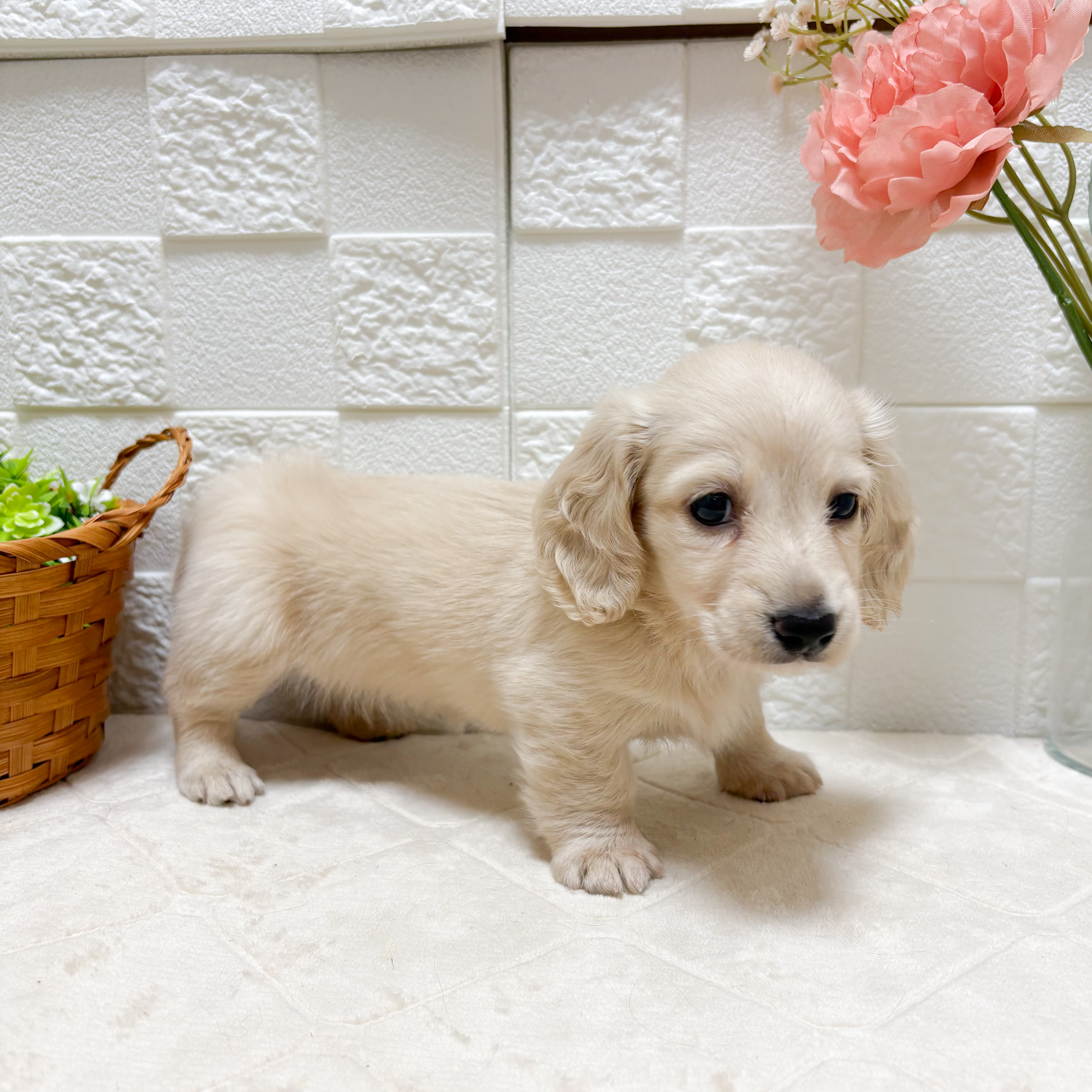 東京都のミニチュアダックスフンド(ロング) (犬の家＆猫の里ペットフォレスト小平店/2026年7月21日生まれ/女の子/イエロー)の子犬の4枚目の画像