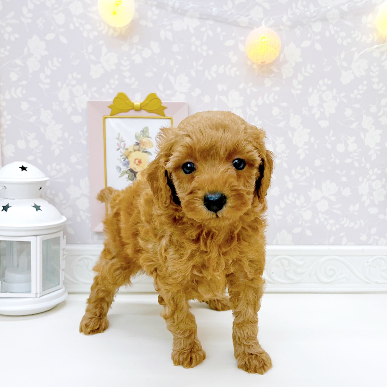 富山県のトイプードル(トイ) (犬の家＆猫の里富山店/2026年7月21日生まれ/女の子/レッド)の子犬の4枚目の画像
