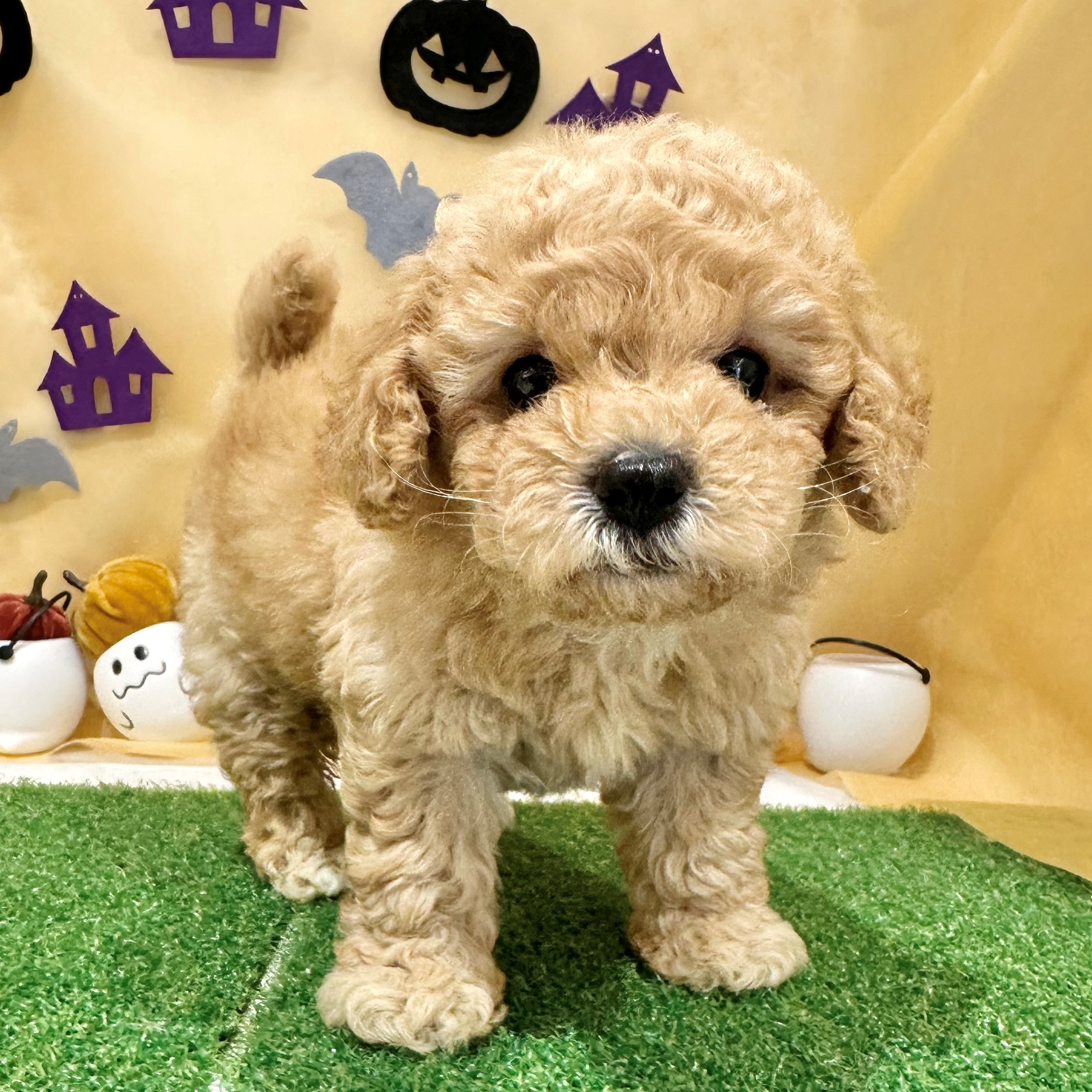 福岡県のビションプー(ビションフリーゼ×プードル) (犬の家＆猫の里くりえいと宗像店/2026年7月19日生まれ/女の子/レッド)の子犬の4枚目の画像