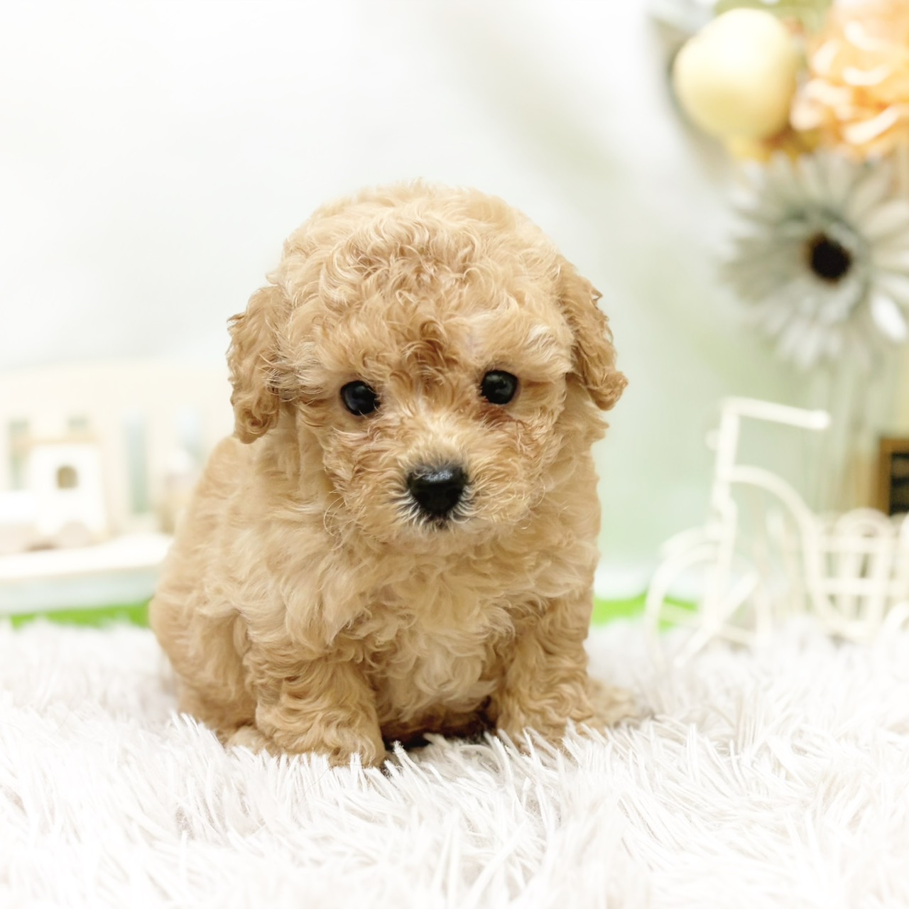 静岡県のビションプー(ビションフリーゼ×プードル) (犬の家＆猫の里藤枝店/2026年7月19日生まれ/男の子/レッド)の子犬の4枚目の画像