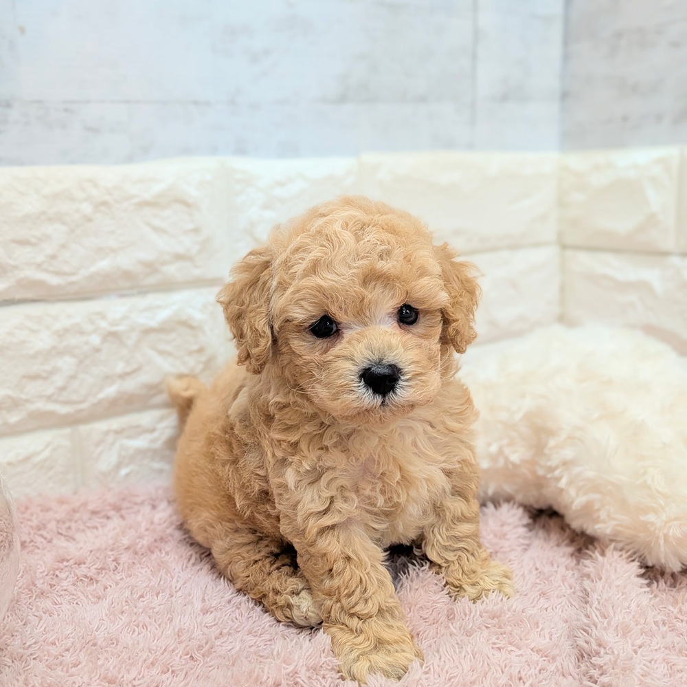 静岡県のビションプー(ビションフリーゼ×プードル) (犬の家＆猫の里プレ葉ウォーク浜北店/2026年7月19日生まれ/男の子/レッド)の子犬の4枚目の画像