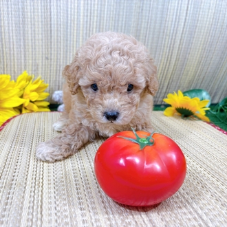 神奈川県のビションプー(ビションフリーゼ×プードル) (犬の家＆猫の里小田原店/2026年7月19日生まれ/男の子/レッド)の子犬の4枚目の画像
