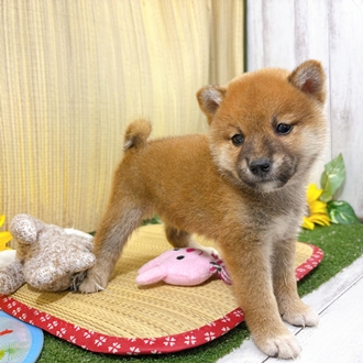 神奈川県の柴犬(標準サイズ) (犬の家＆猫の里小田原店/2026年7月20日生まれ/男の子/赤)の子犬の4枚目の画像