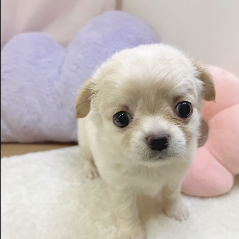 静岡県のチワワ(ロング) (犬の家＆猫の里マークイズ静岡店/2026年7月20日生まれ/男の子/クリーム)の子犬の4枚目の画像