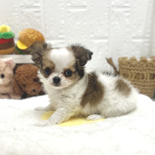 愛知県のチワワ(ロング) (犬の家＆猫の里豊川インター店/2026年7月19日生まれ/女の子/ホワイトレッド)の子犬の4枚目の画像