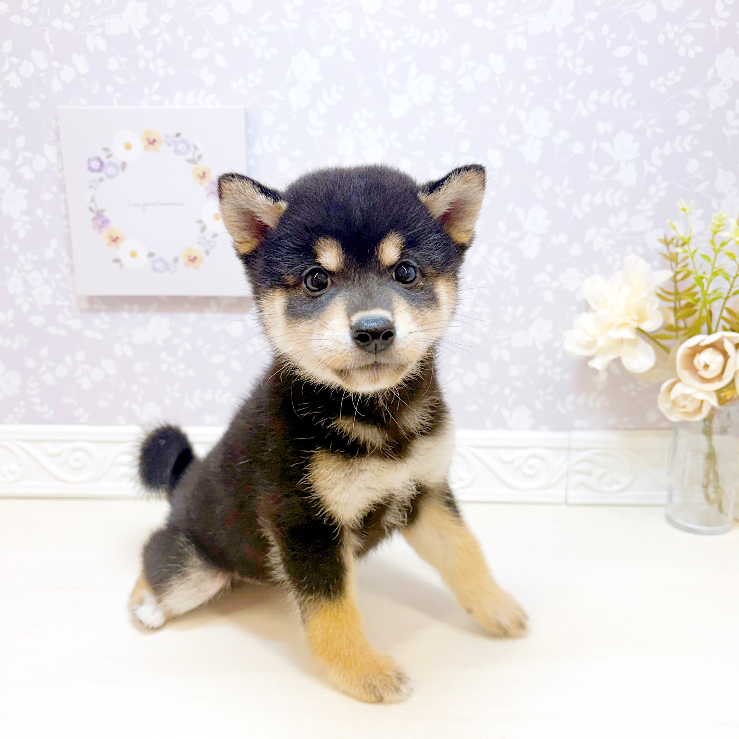 石川県の柴犬(標準サイズ) (犬の家＆猫の里アミーゴ金沢おこばた店/2026年7月19日生まれ/男の子/黒)の子犬の4枚目の画像