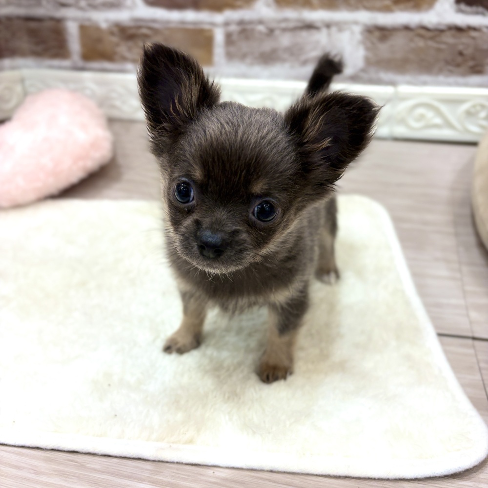 三重県のポメチワ/チワポメ/ポメチー(ポメラニアン×チワワ) (犬の家＆猫の里三重桑名店/2026年7月16日生まれ/女の子/ブルータン)の子犬の1枚目の画像