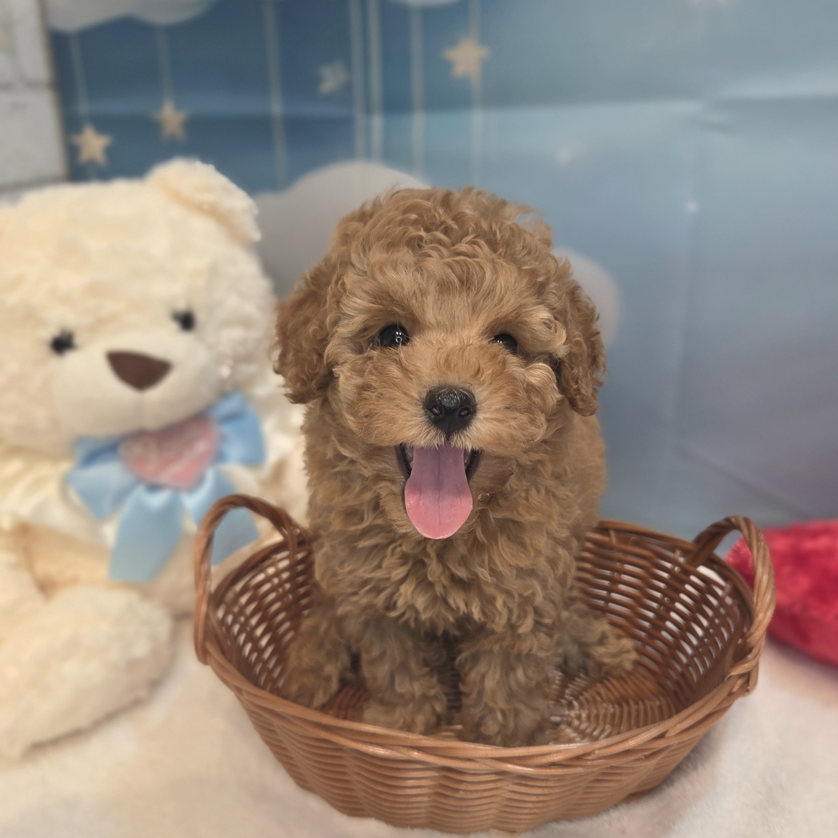 長野県のトイプードル(トイ) (犬の家＆猫の里カインズ梓川店/2026年7月21日生まれ/女の子/オレンジフォーン)の子犬の1枚目の画像