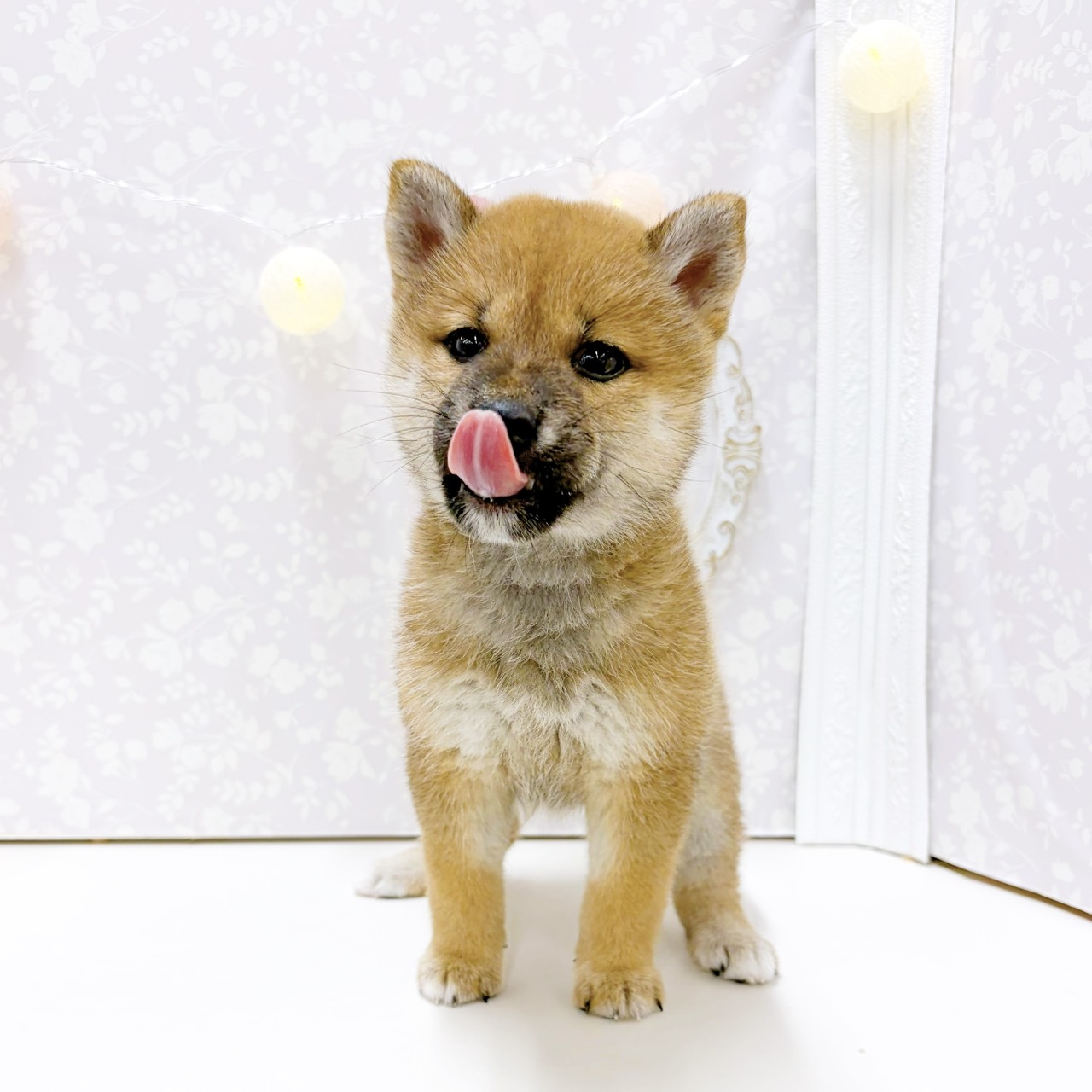 富山県の柴犬(標準サイズ) (犬の家＆猫の里アミーゴ高岡蓮花寺店/2026年7月18日生まれ/女の子/赤)の子犬の4枚目の画像