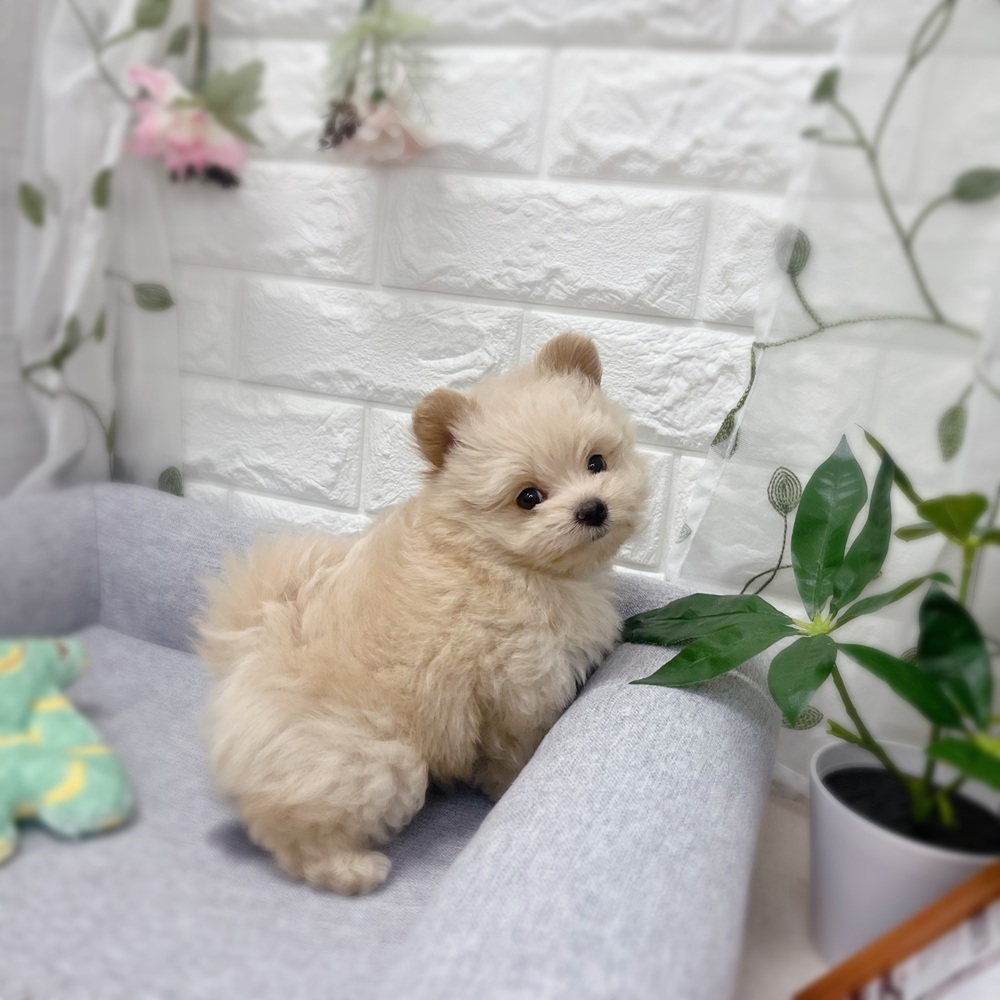 長野県のポメプー(ポメラニアン×プードル) (犬の家＆猫の里塩尻店/2026年7月20日生まれ/女の子/クリーム)の子犬の4枚目の画像